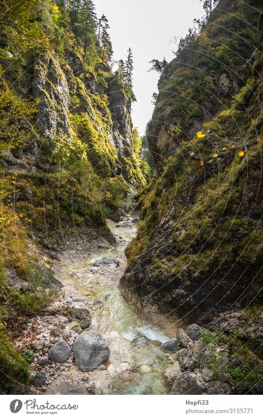 Small stream near Berchtesgaden Environment Nature Landscape Autumn Beautiful weather Tree Forest Rock Alps Mountain Peak Fitness Going Walking