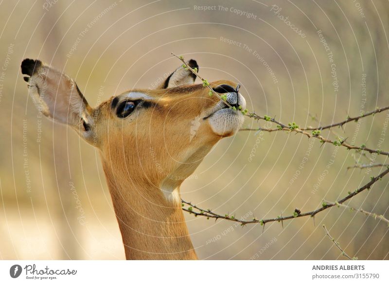 Impala Chewing Spring Buds Vacation & Travel Tourism Freedom Sightseeing Safari Summer vacation Environment Nature Animal Park Wild animal impala Common Impala