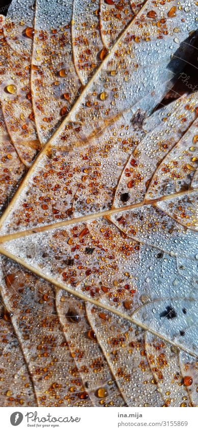 Dewdrops on a leaf Environment Nature Autumn Leaf Garden Park Meadow Field Autumnal colours Autumn leaves Early fall Automn wood Colour photo Exterior shot