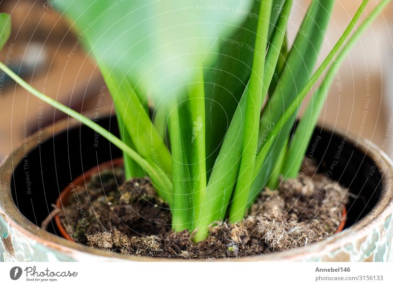 Macro close-up of a green house plant, green leaves Herbs and spices Pot Exotic Beautiful Summer House (Residential Structure) Garden Decoration Gardening