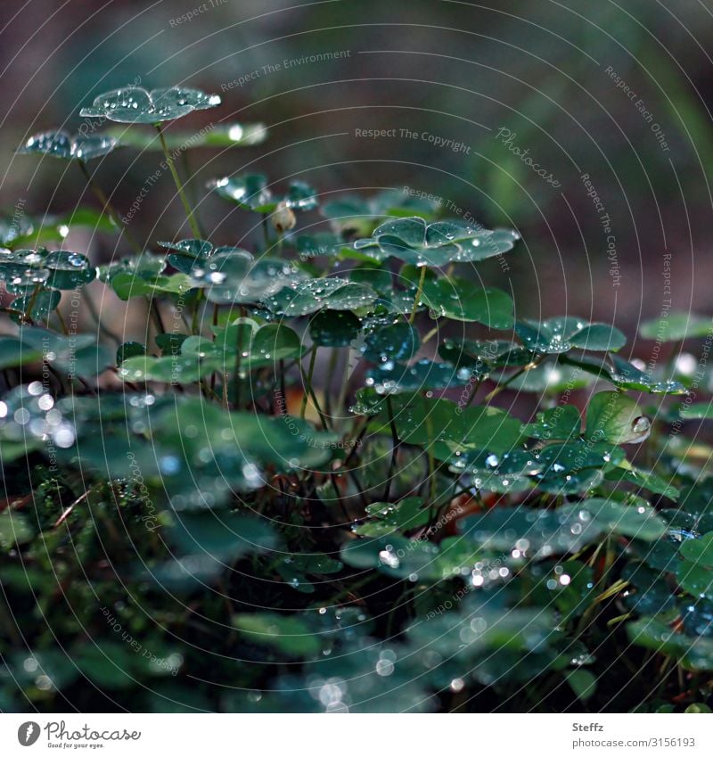 Clover after the rain in the forest Wood Sorrel Common wood sorrel cloverleaves Oxalis acetosella Forest plants wild plants Woodground raindrops Rain Drop