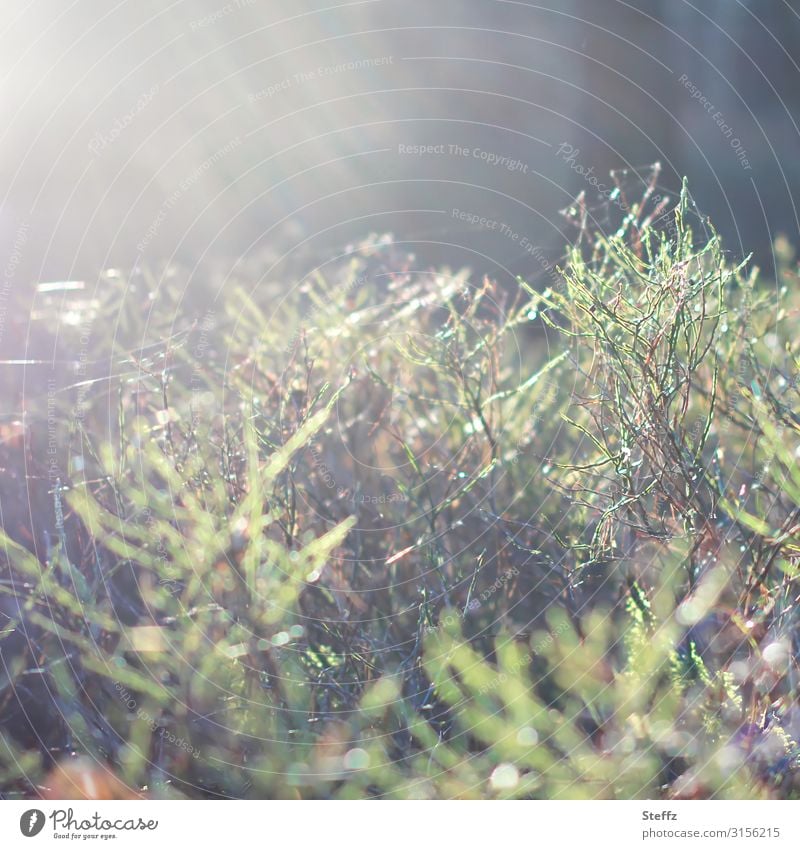 Out of focus | Light glow in forest Flare Autumnal weather Shaft of light autumn light Bushes Illuminating Mood lighting Weather Chaos Visual spectacle