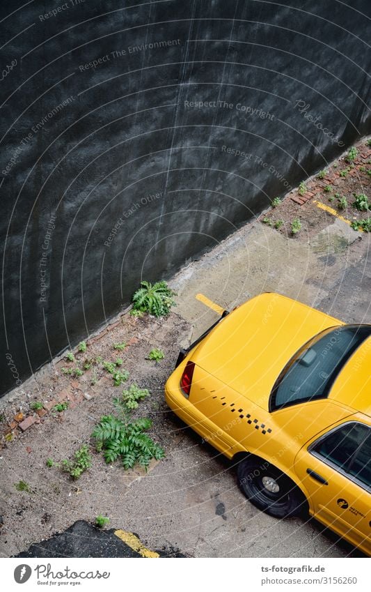 The Black Wall meets Yellow Cab in New York City Plant Fern Foliage plant Town Deserted Wall (barrier) Wall (building) Transport Means of transport