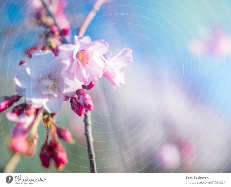 Spring Bloom Background Beautiful Fragrance Easter Nature Plant Tree Flower Blossom Garden Fresh Bright Pink White Beginning Cherry tree Cherry blossom sunny