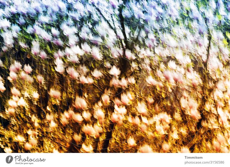 Magnolia in bloom magnolia Magnolia blossom Blossom Spring Nature Magnolia plants Tree Colour Green Blue Pink Ochre golden motion blur