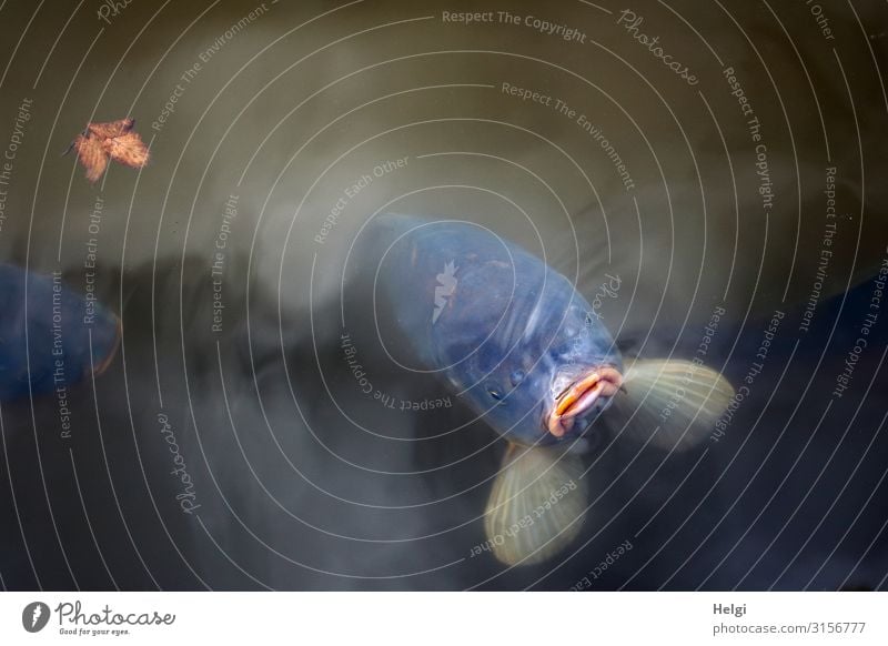 a big hungry carp keeps his mouth out of the water and waits for food Environment Nature Animal Water Autumn Leaf Park Pond Fish Animal face Carp 1 Observe