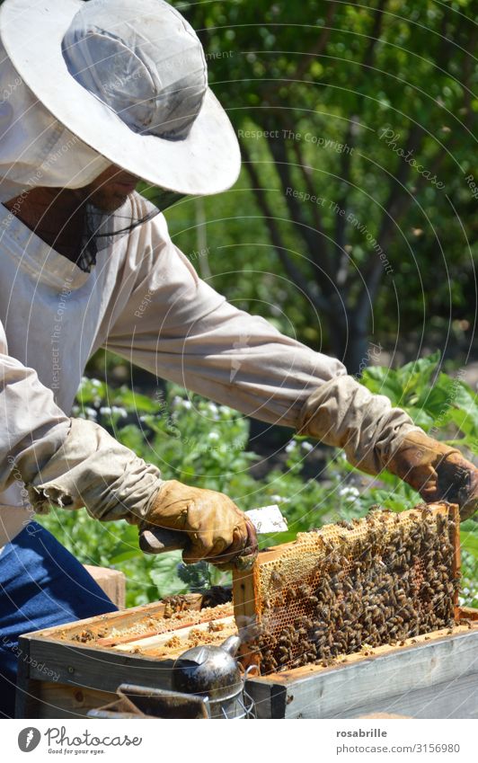 Beekeeper with gloves and veil controls his beehive and searches for queen cells Leisure and hobbies Work and employment Human being Man Adults 1 Environment