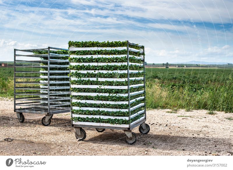 Seedlings in packages placed on shelving in the field. Vegetable Gardening Environment Nature Plant Leaf Plastic Growth Fresh Natural Farm shelf seedling