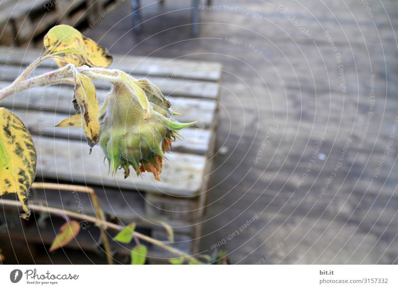 end of summer Nature Climate Moody Fatigue Pain Loneliness Exhaustion Autumn Sunflower Wood Exterior shot Deserted Copy Space right Copy Space top