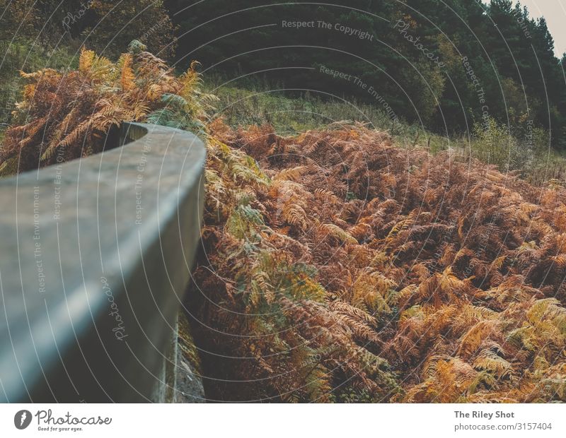 Autumn streets Environment Nature Yorkshire England Outskirts Deserted Yellow Red Serene Uniqueness Environmental protection heather "bar grass autumn," Tree