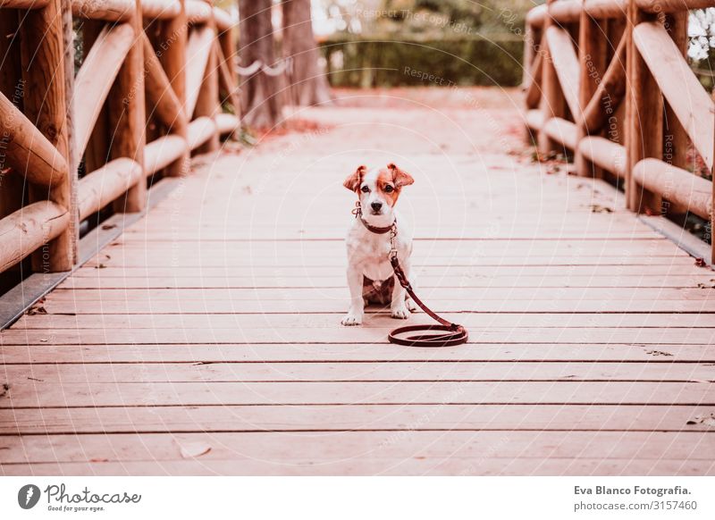 cute jack russell dog in a park sitting on a wood bridge and looking at the camera Dog Jack Russell terrier Terrier Pet Exterior shot Sit Window