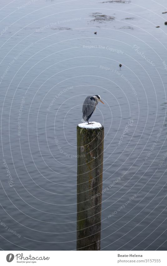 waiting for spring Environment Nature Weather Snow Coast Lakeside Lake Constance Bird Wooden stake Observe Freeze Feeding Sit Wait Living or residing Esthetic