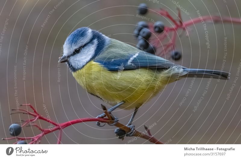 Blue tit in an elder bush Nature Animal Sunlight Beautiful weather Plant Bushes Elder Elderberry Wild animal Bird Animal face Wing Claw Tit mouse Head Beak Eyes