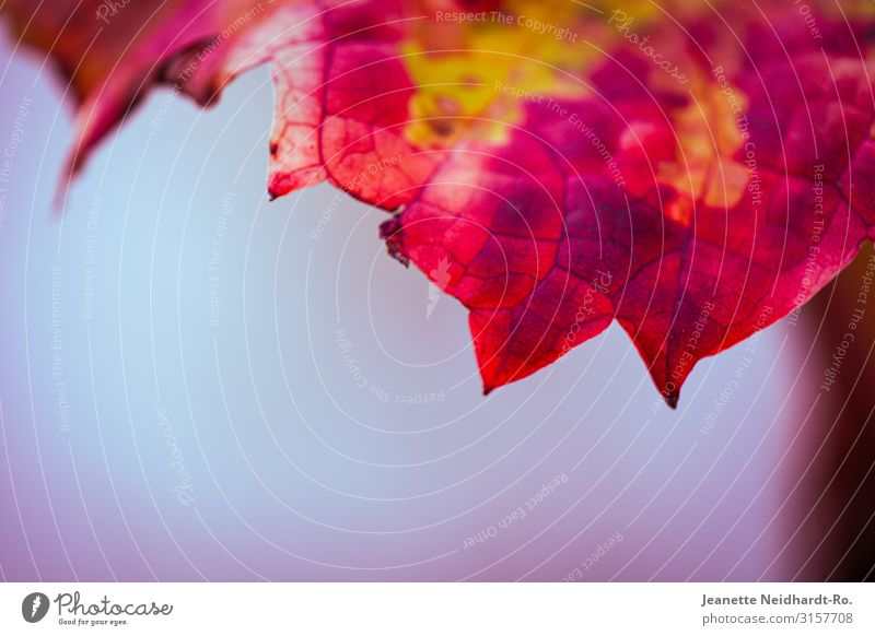 Vineyard leaves in autumn Autumn Vine leaf Blue Multicoloured Yellow Pink Red Nature Colour photo Macro (Extreme close-up) Deserted