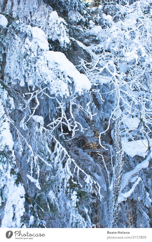 Baby, it`s cold outside Winter Snow Winter vacation Nature Weather Ice Frost Snowfall Tree Forest Black Forest Breathe Freeze Cold Serene Calm Endurance