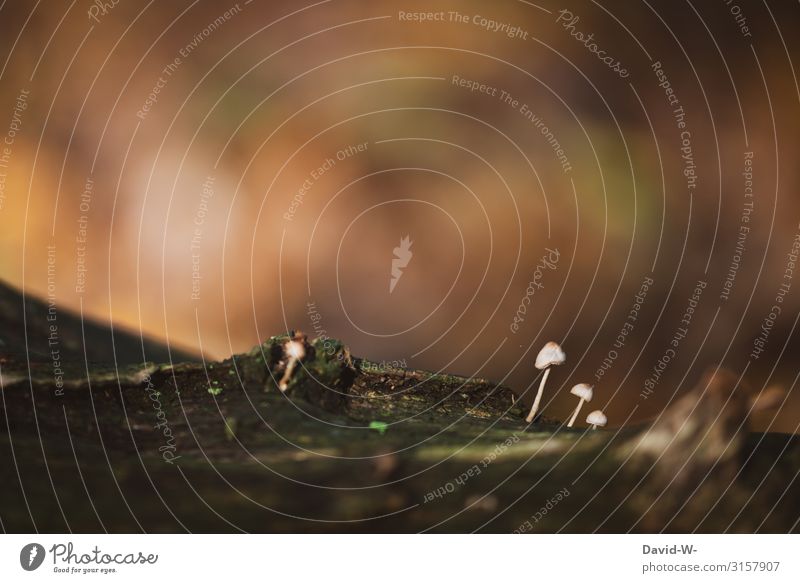 Mushrooms in autumn mushrooms Autumnal Forest Tree stump Brittle Nature Moss Brown Small Woodground Environment