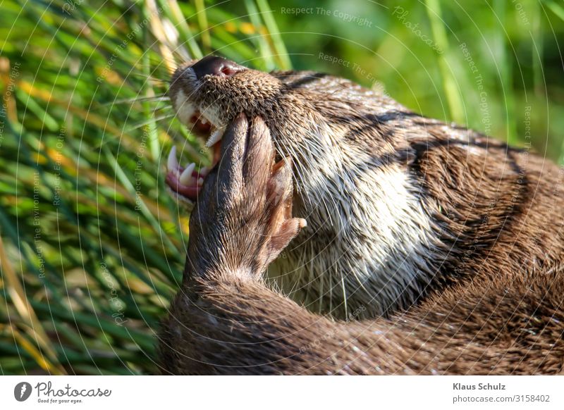 Fischotter Wildtiere Marder Nature Grass Wasser Lebensraum Zahnschmerzen