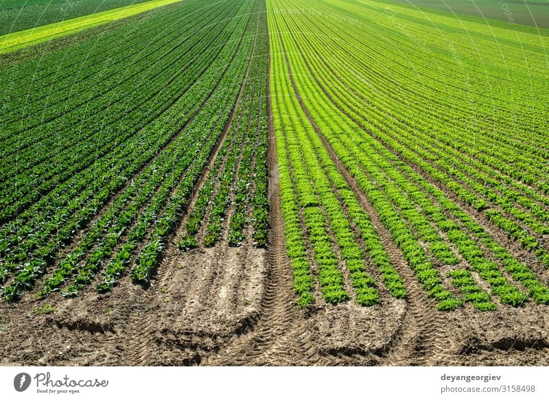 Big lettuce plantation on rows outdoor. Vegetable Summer Environment Nature Landscape Plant Leaf Growth Fresh Green background panorama field Farm agriculture