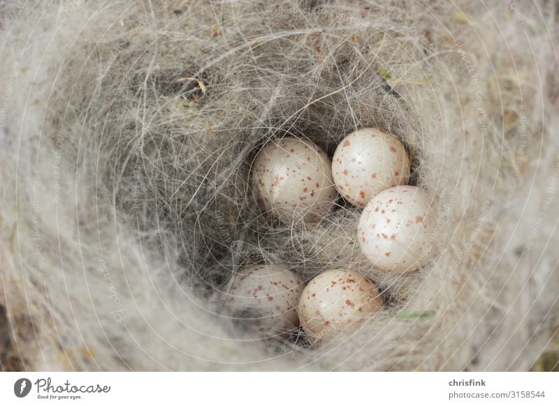 Tit eggs in nest Animal Wild animal Bird Feeding Happy Fear Egg Tit mouse Nest Bird's eggs Nesting box Personal hygiene Chick Colour photo Exterior shot