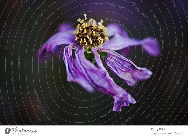 Withered Nature Plant Flower Blossom Dark Dry Wild Violet Decline Transience Limp Faded Colour photo Close-up Macro (Extreme close-up) Deserted Copy Space left