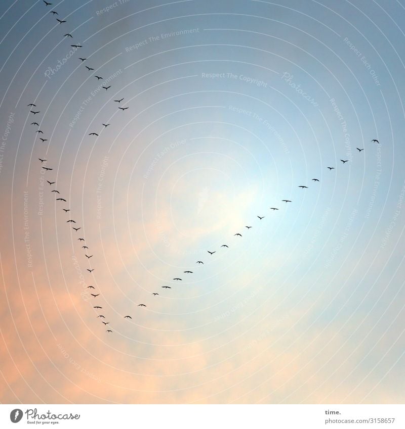 southern route Nature Sky Clouds Beautiful weather Bird Flock of birds Formation flying Goose Flying pretty Willpower Determination Safety Protection