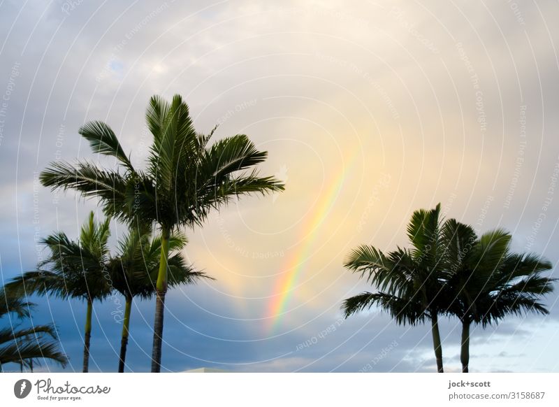 My wavelength Sky Clouds Beautiful weather Warmth Palm tree Rainbow Exotic Kitsch Happy Romance Idyll Inspiration Ease Harmonious Natural phenomenon Refraction