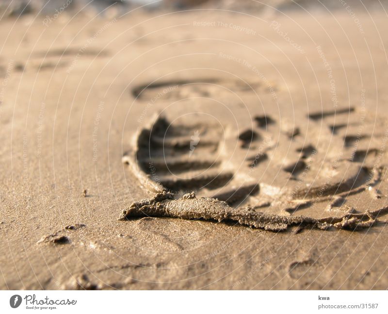 boundless Tracks Coast