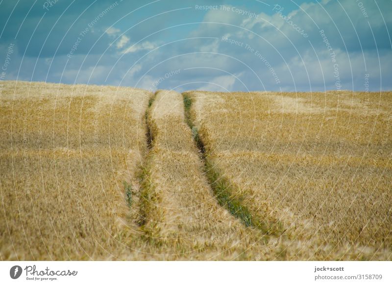 summer wheat Landscape Sky Clouds Summer Wheatfield Müritz Rut Growth Authentic Long Warmth Symmetry Lanes & trails Panorama (View) Ecological Agriculture