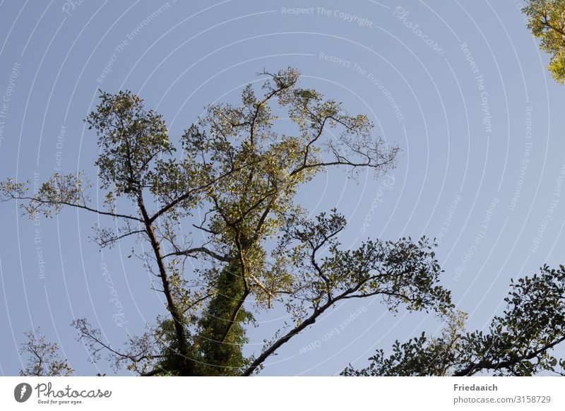 treetops Trip Freedom Hiking Nature Landscape Air Sky Cloudless sky Autumn Tree Forest Breathe Movement Discover Relaxation Going To enjoy Walking Looking Large