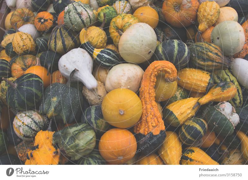 ornamental pumpkins Decoration Autumn Field Colour Idea Nature Colour photo Multicoloured Exterior shot Close-up Day Bird's-eye view