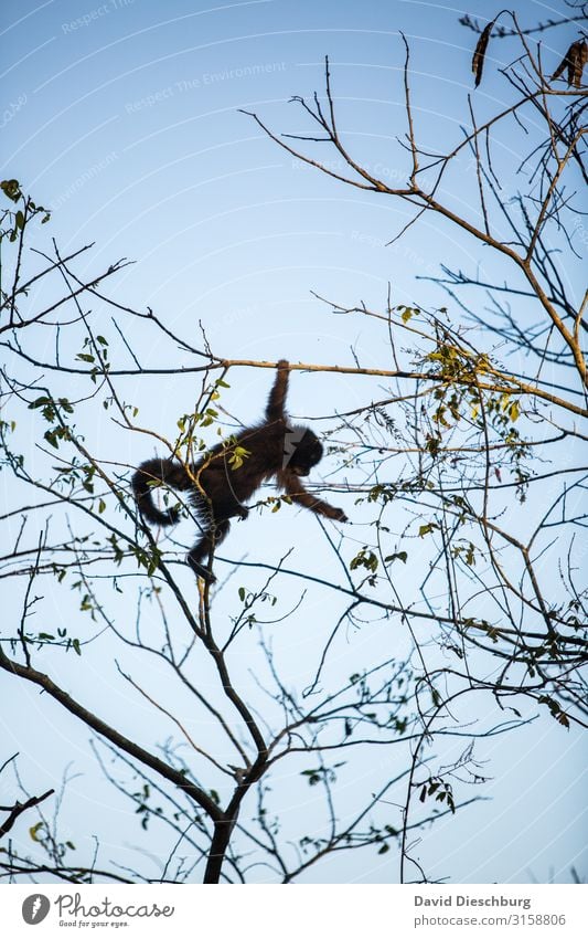 free climber Vacation & Travel Expedition Nature Cloudless sky Beautiful weather Tree Forest Virgin forest Wild animal 1 Animal Adventure Brazil Portrait format