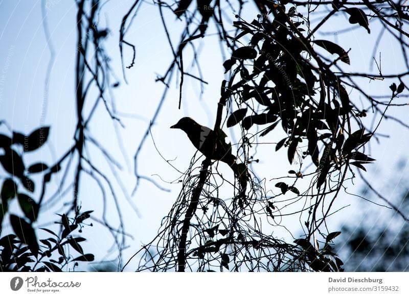 bird Vacation & Travel Nature Landscape Cloudless sky Beautiful weather Plant Tree Virgin forest Animal Bird 1 Blue Black White Brazil Silhouette Amazonas