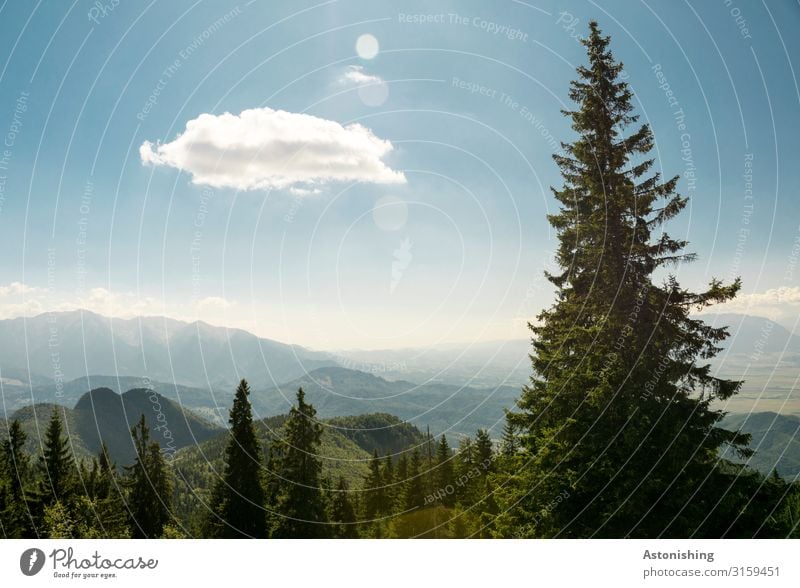 Cloud vs. tree Environment Nature Landscape Plant Air Sky Clouds Horizon Sunlight Summer Weather Beautiful weather Tree Coniferous trees Forest Hill Rock