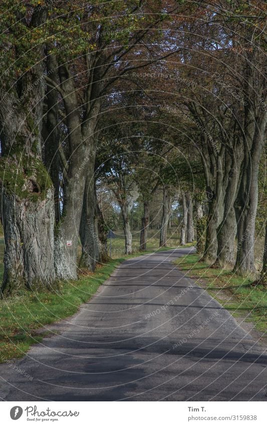 Pomerania Environment Nature Landscape Tree Poland Deserted Transport Traffic infrastructure Street Vacation & Travel Tourism Autumn Avenue Colour photo