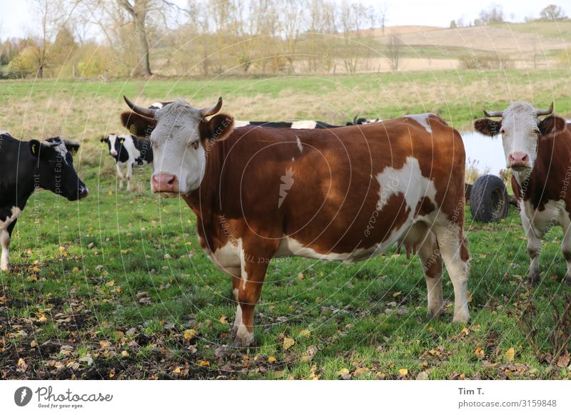 Pomerania Environment Nature Landscape Autumn Field Poland Animal Farm animal Cow Animal face Group of animals Herd Life Colour photo Exterior shot Deserted Day