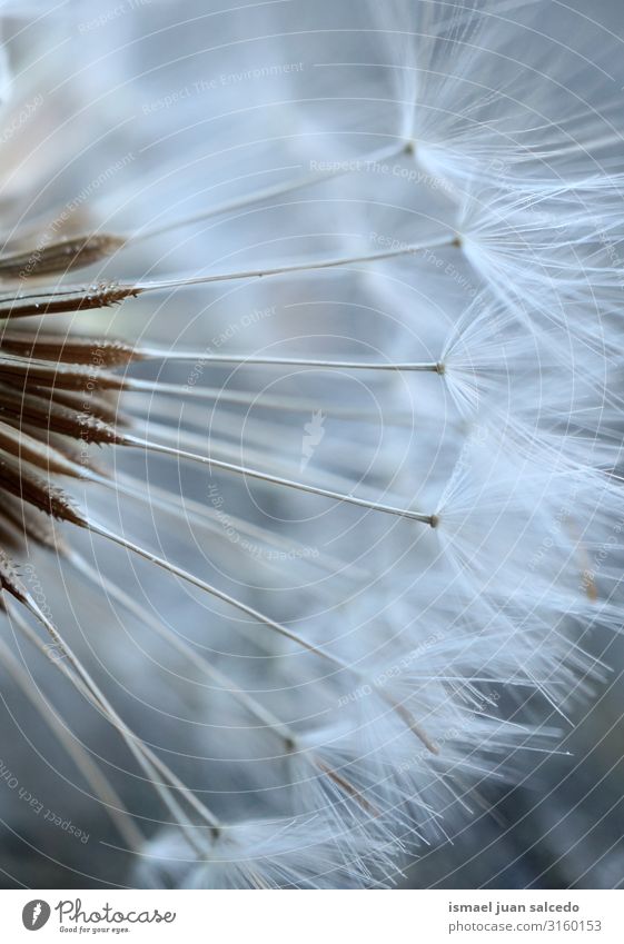 beautiful dandelion flower in autumn Calla Lily Flower Plant Blossom leave Leaf White Green Garden Floral Nature Decoration Romance Fragile Fresh