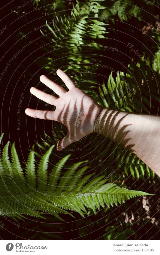 man hand in the shadows in the nature Hand Shadow Light (Natural Phenomenon) Sunlight Silhouette Fingers Palm of the hand Body wrist Arm Skin Human being