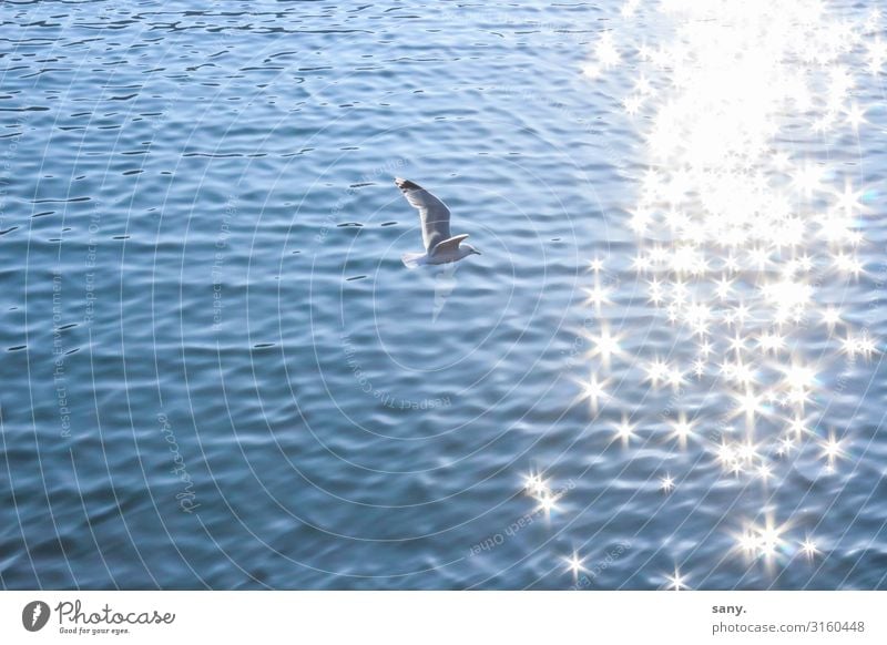 seagull Nature Water Beautiful weather Waves North Sea Ocean Animal Wild animal Bird Wing 1 Flying Natural Contentment Joie de vivre (Vitality) Freedom