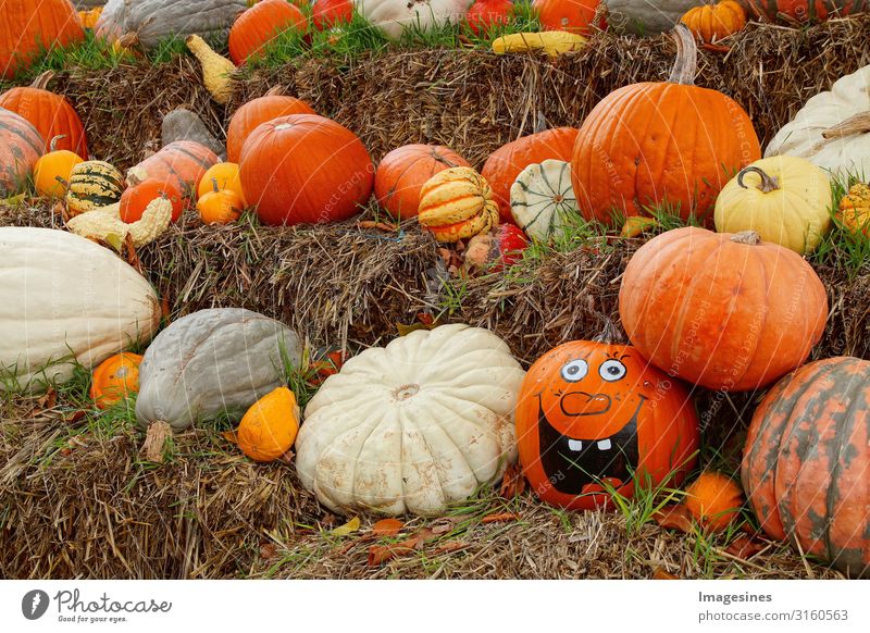 Pumpkin Family - Happy Halloween Food Vegetable Pumpkin time Pumpkin plants Nutrition Organic produce Vegetarian diet Diet Nature Autumn Brash Creepy Delicious