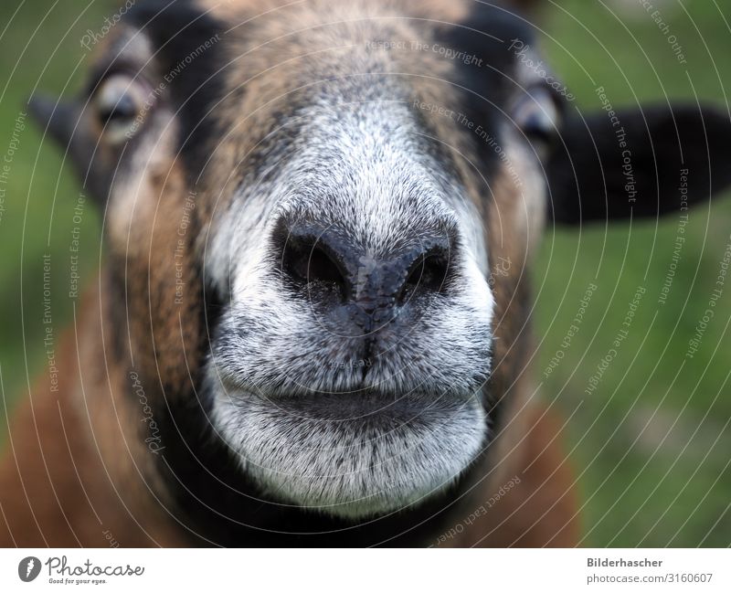 Curious sheep's head Sheep Muzzle Snout Nose Hair Head Curiosity Close-up Eyes suck sheep domestic Nostrils Upper lip Lower lip Mammal Farm animal Lamb Brown