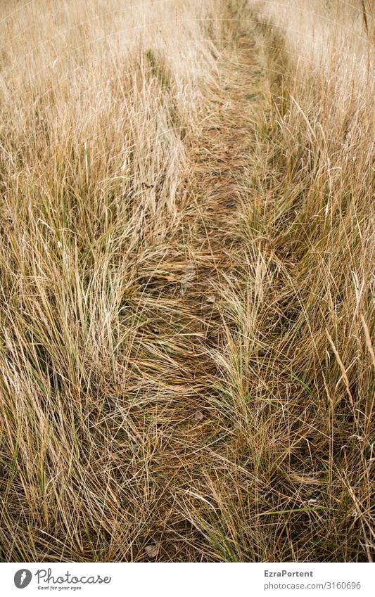 beaten path Plant Grass Nature Meadow Summer Deserted Landscape Lanes & trails Tracks Trail