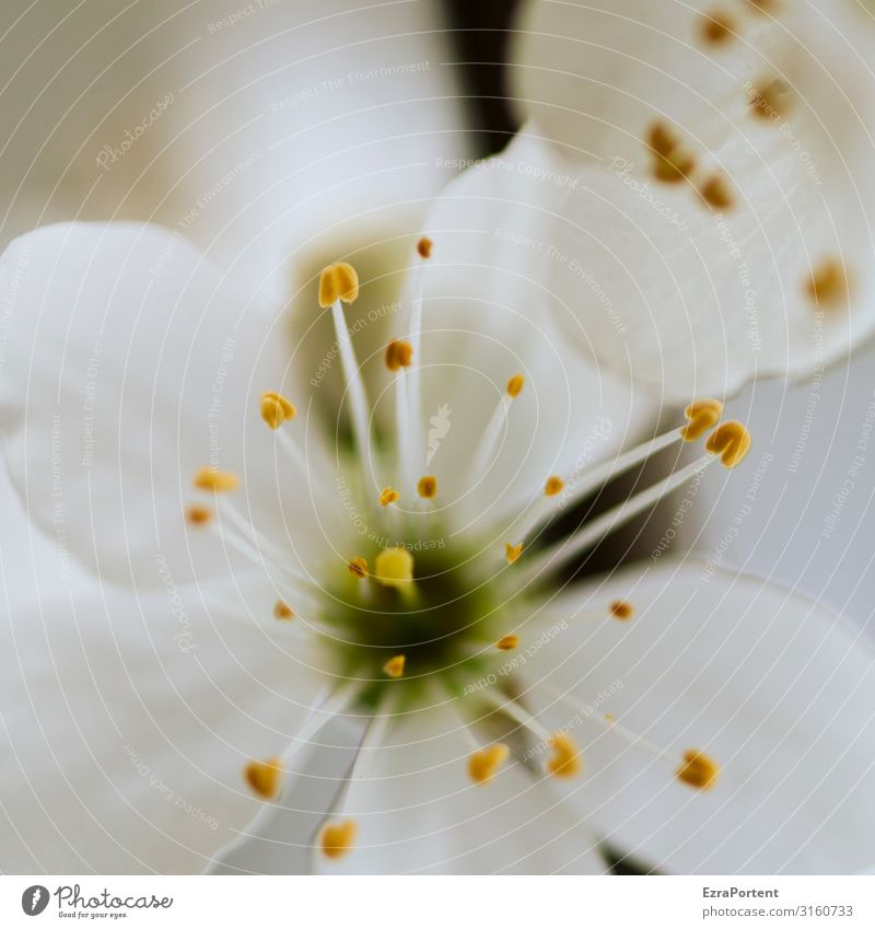 a flower of a plant I can't name, but it looks quite good, especially these cute little pollen things bleed White Pollen flowers Nectar Macro (Extreme close-up)