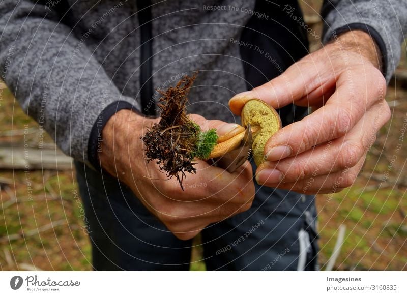 Mushroom - Chestnut boletus - Brown cap Food Vegetable Mushroom picker Nutrition Lifestyle mushroom pick Human being Masculine Body Hand 1 45 - 60 years Adults