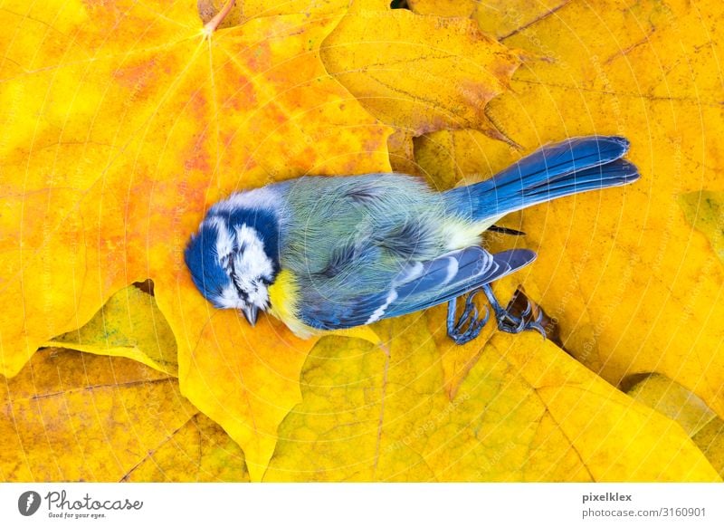 Dead tit on autumn leaves Environment Nature Plant Animal Leaf Maple tree Maple leaf Wild animal Dead animal Bird Tit mouse Passerine bird 1 Lie Illness Gloomy