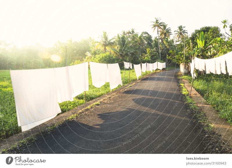 White laundry in the tropics Vacation & Travel Tourism Far-off places Summer Nature Cloudless sky Sunrise Sunset Sunlight Wind Plant Exotic Virgin forest Cloth