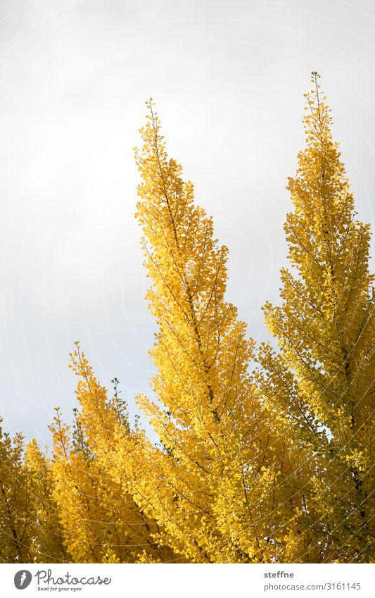 autumn Nature Plant Autumn Tree Warmth Leaf Colouring Gold Yellow Oregon Colour photo Multicoloured Exterior shot Deserted Copy Space left Copy Space top