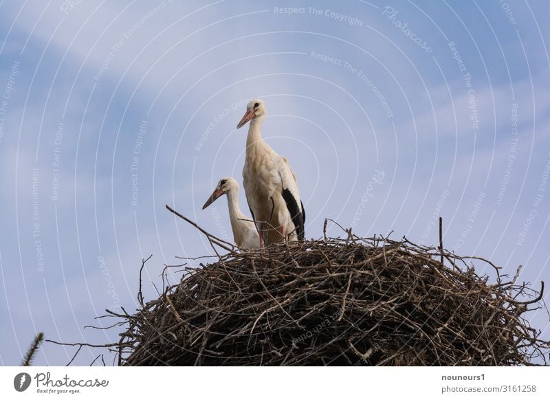 proud Animal Wild animal Stork 2 Pair of animals Animal family Stand Esthetic Curiosity Blue Brown Black White Agreed Love of animals Watchfulness Calm Elegant