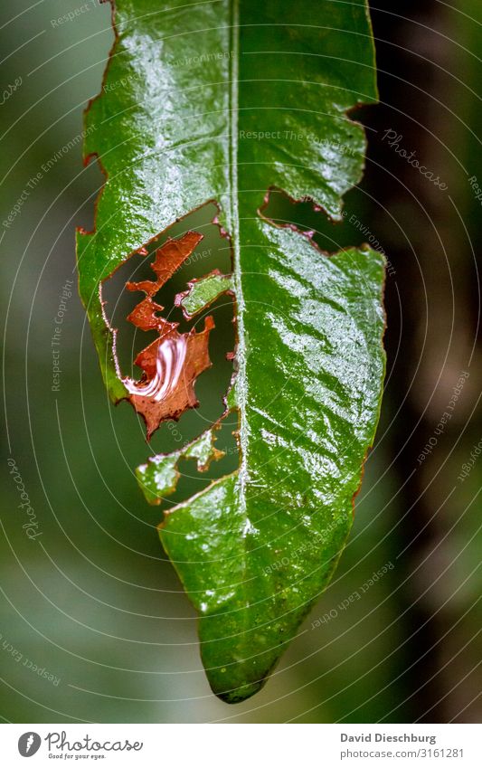 As cut Nature Plant Animal Summer Autumn Rain Leaf Forest Virgin forest Green Orange Red To feed Caterpillar Broken caterpillar plague Plagues Portrait format