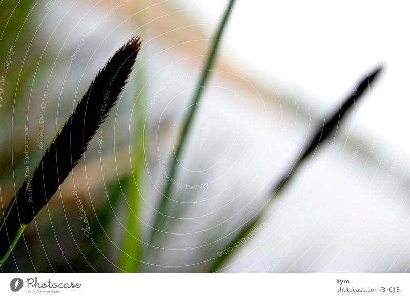 built on water Lake Grass Green Seaweed Common Reed Pond Fishing (Angle) Vacation & Travel Water Sky Blue Nature Weekend Blur Macro (Extreme close-up)