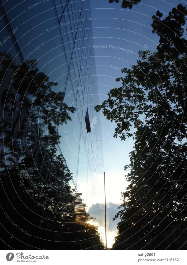 Mirror, mirror on the facade, who is the most beautiful tree in the street...? Facade Glas facade reflection Tree Building High-rise Reflection Clouds Glass